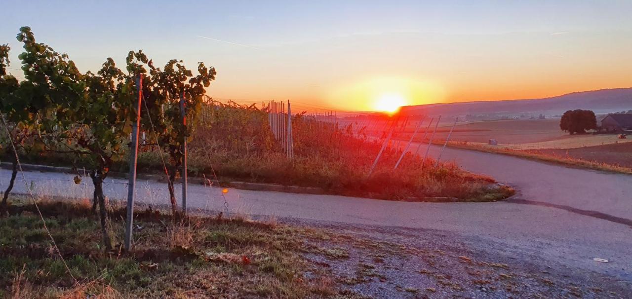 Weingut Will Und Wuerz Lemberger Apartment Schwaigern Bagian luar foto